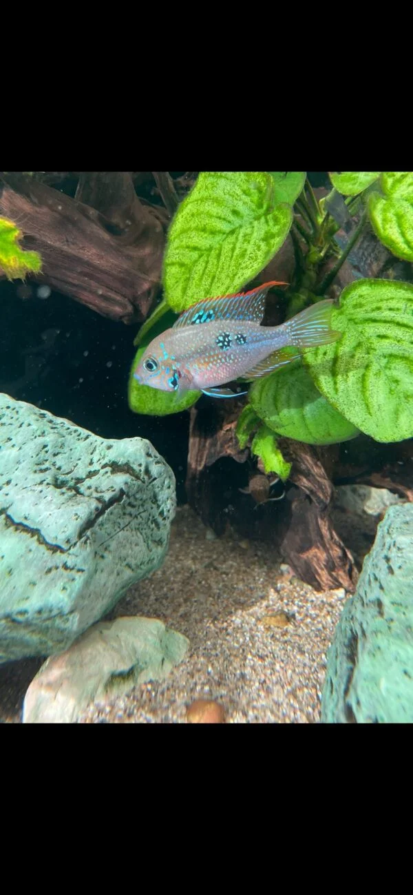 Young American Cichlid Female Thorichtys Maculipinnis / Ellioti Cichlid - very healthy good condition.