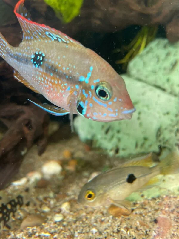 Young American Cichlid Female Thorichtys Maculipinnis / Ellioti Cichlid - very healthy good condition.