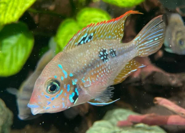 Young American Cichlid Female Thorichtys Maculipinnis / Ellioti Cichlid - very healthy good condition.