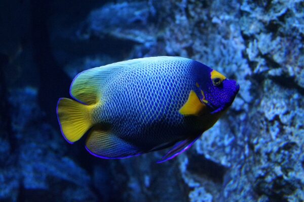 Just My Fish - Blue Yellow Saltwater Fish