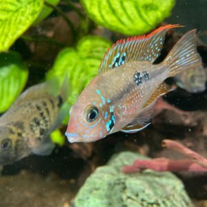 Young American Cichlid Female Thorichtys Maculipinnis / Ellioti Cichlid - very healthy good condition.