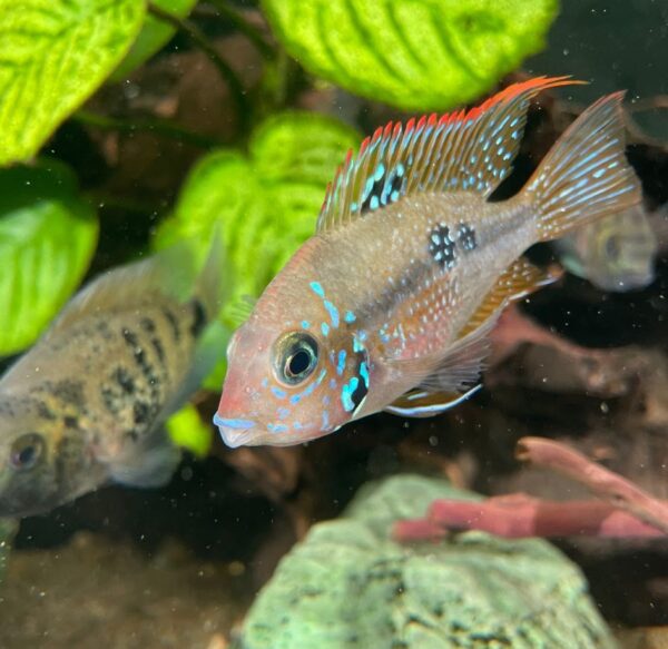 Young American Cichlid Female Thorichtys Maculipinnis / Ellioti Cichlid - very healthy good condition.