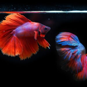 Just My Fish - Siamese Fighting Tropical Fish